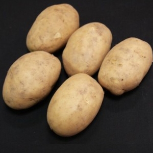 Christmas Potato Seeds -  Maris Peer